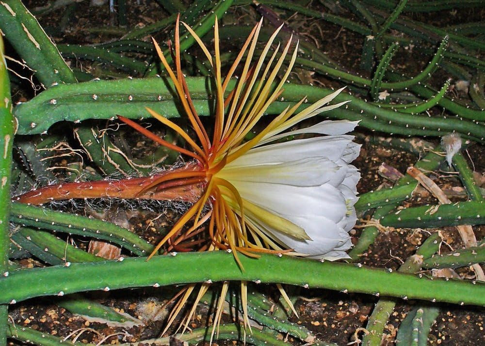 SAFLAX - Kakteen - Königin Der Nacht - 40 Samen - Selenicerus Grandiflorus