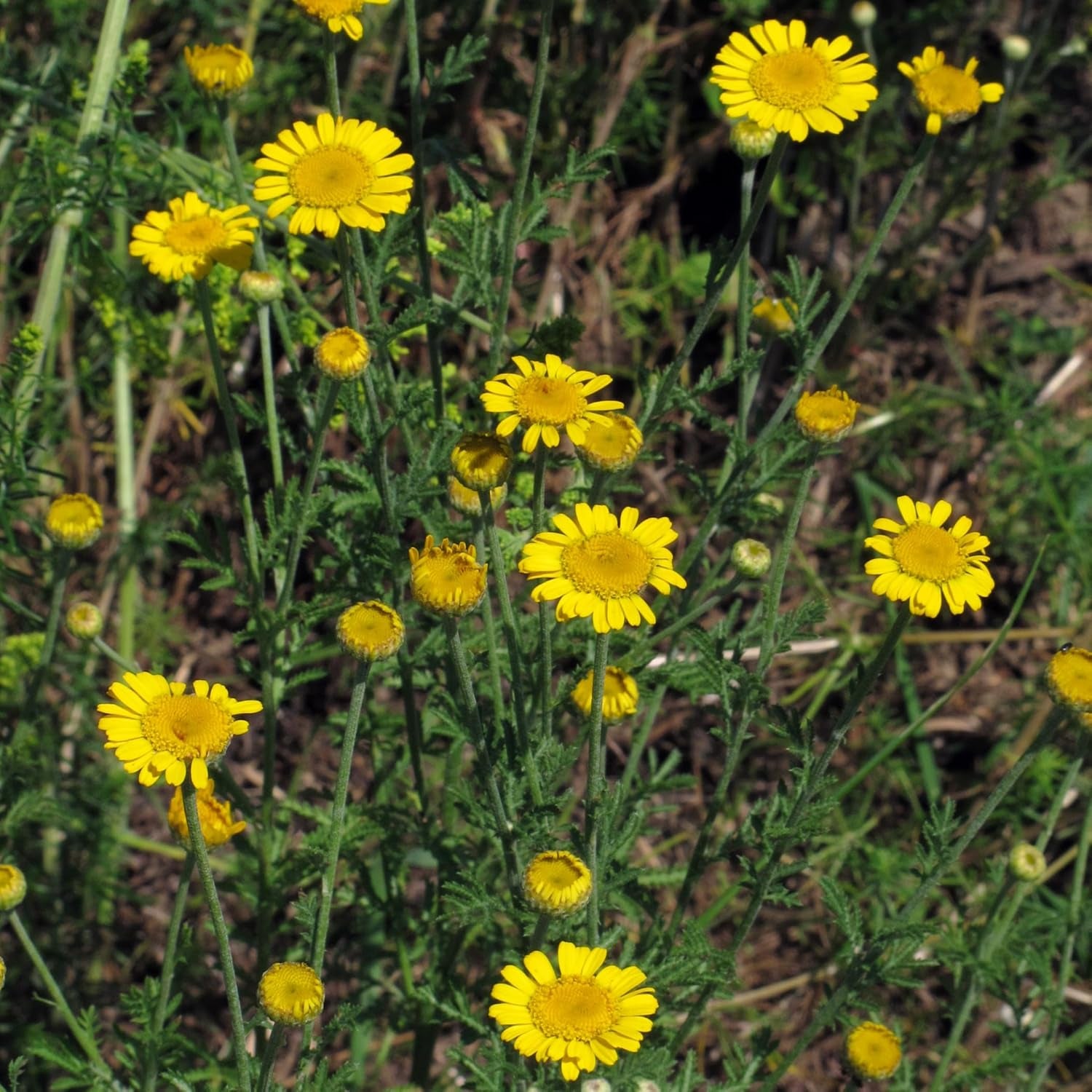 Camomilla colorante (Anthemis tinctoria) - circa 800 semi della tradizionale pianta colorante e fiore selvatico perenne