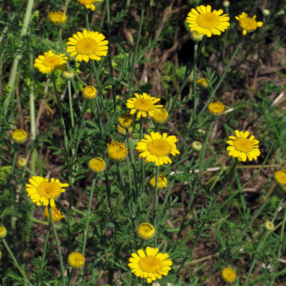 Camomilla colorante (Anthemis tinctoria) - circa 800 semi della tradizionale pianta colorante e fiore selvatico perenne