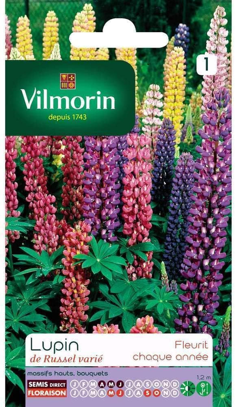 : Lupin De Russel Varié : in Beutel