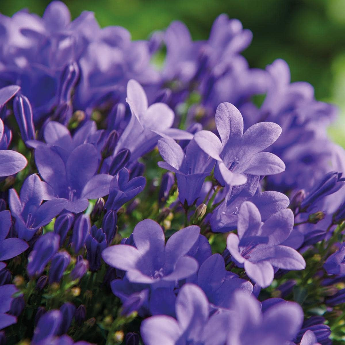 Campanula Addenda - Glockenblume Lila Topfgröße 12Cm - Mehrjährig - Winterhart