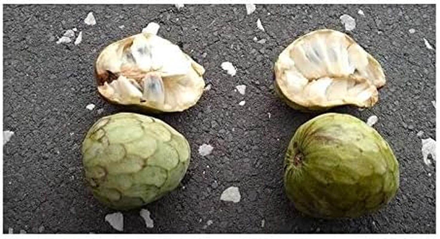 Stk - 10X Annona Cherimola Cherimoya Frucht Pflanzen - Samen ID240 -