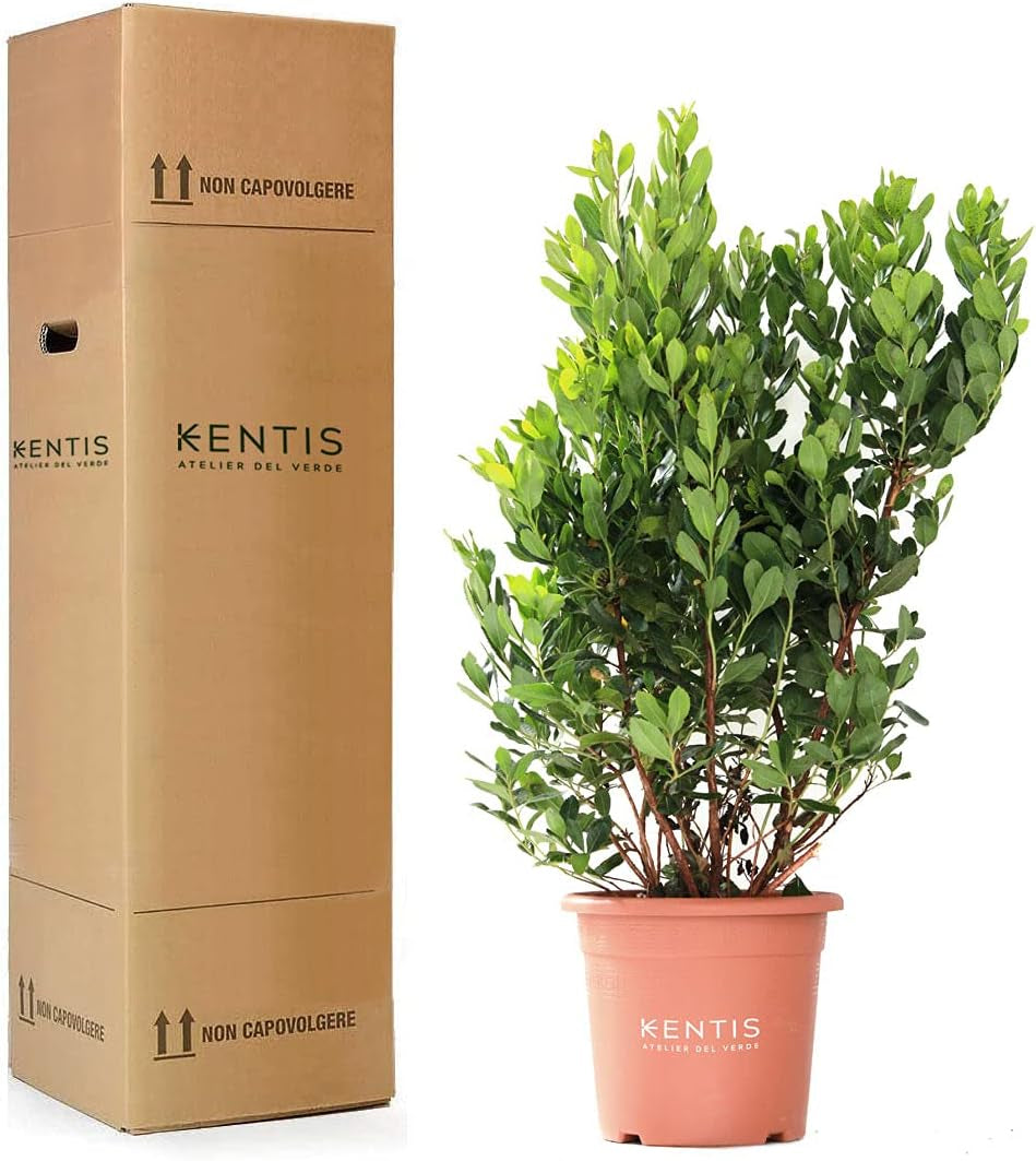 KENTIS - Fragole (Arbutus unedo) – Piante rustiche per il giardino – Pianta sempreverde, vera – Altezza 80-100 cm, vaso Ø 24 cm