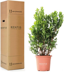 KENTIS - Fragole (Arbutus unedo) – Piante rustiche per il giardino – Pianta sempreverde, vera – Altezza 80-100 cm, vaso Ø 24 cm