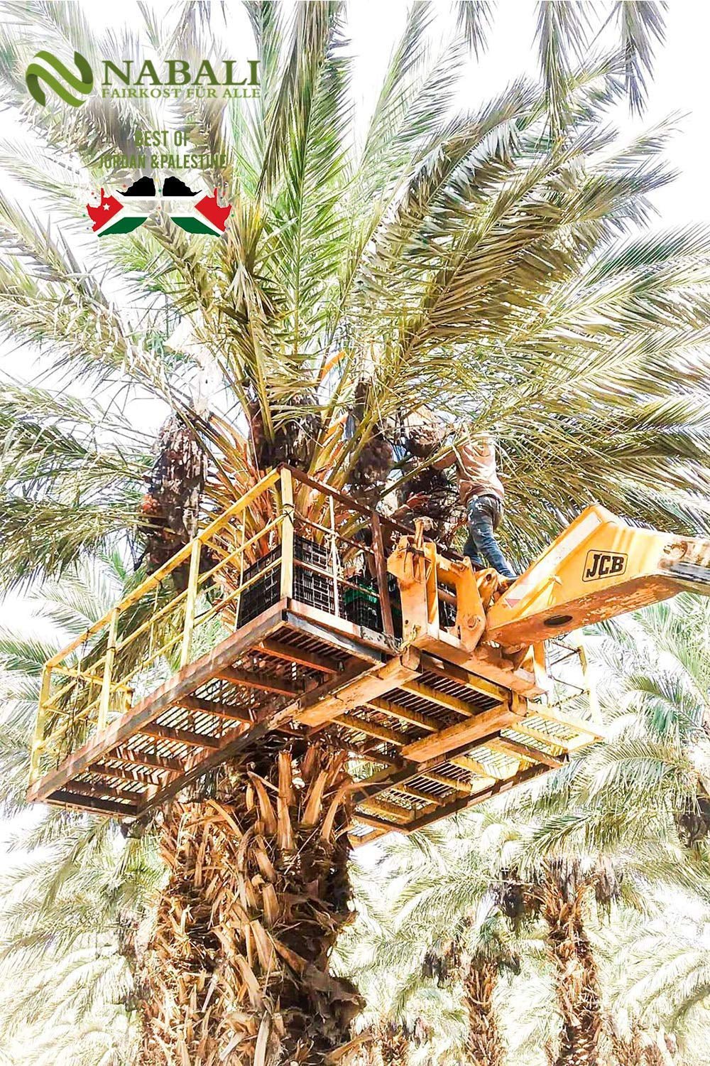 NABALI FAIRKOST 2KG Medjool - Curmale Medjoul Delight Calitate I 100% natural aromat proaspăt și vegan I Curmale Medjool fără conservanți dulci ca mierea și caramelizate (2KG) Produse deshidratate Naty Shop