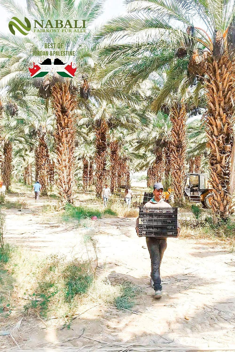 NABALI FAIRKOST 2KG Medjool - Curmale Medjoul Delight Calitate I 100% natural aromat proaspăt și vegan I Curmale Medjool fără conservanți dulci ca mierea și caramelizate (2KG) Produse deshidratate Naty Shop